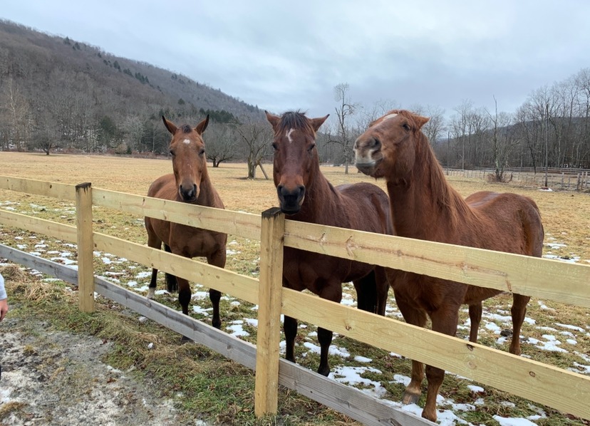 Cabin rentals Catskills serving Parksville and Sullivan County — wooded cabin property near Livingston Manor